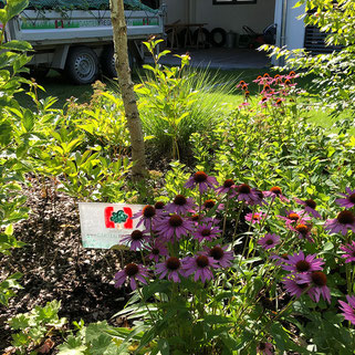 Bepflanzung, Stauden, Sträucher, Bäume, Beet, Blumenbeet, Begrünung, Rasen, Rollrasen, Blumenwiese, Wiese, Dachbegrünung, Gartenpflanzen, Gartenplanung, Gartengestaltung