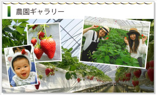 農園の紹介 - いちご狩りのできる農園「苺工房たけうち」