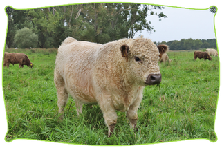 Galloway Sharing Teile Dir Mit Anderen Ein Galloway Mein Biorind