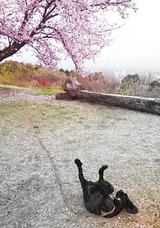 桜とヴェントゥス