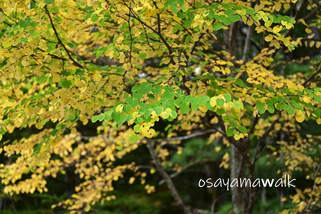 カツラの樹木観察・紅葉、昭島市・立川市で登山教室は、オサモミ整体院