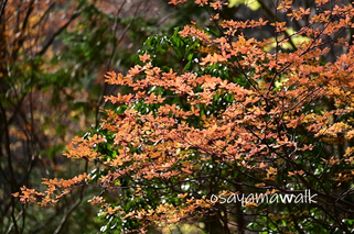 奥多摩登山・紅葉、昭島・立川の登山教室は、オサモミ整体院