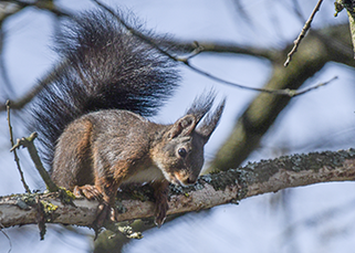 Bild: Eichhörnchen, Bühler Tal (Antje Trapp-Frank)