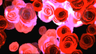 無料動画素材１０７「薔薇 が流れてくる」