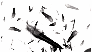 無料動画素材１５３「舞い散る黒い羽」