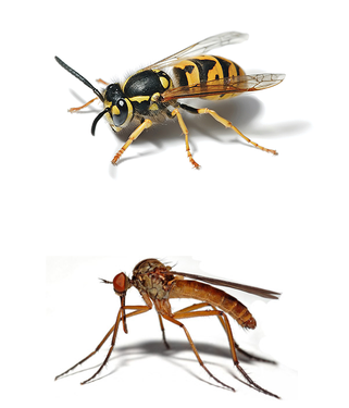 Guêpes / Frelons/ Moustiques - Dératisation ...