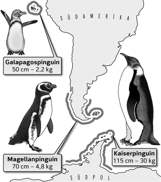 Evolution Pinguine, Galapagospinguin, Magellanpinguin, Kaiserpinguin