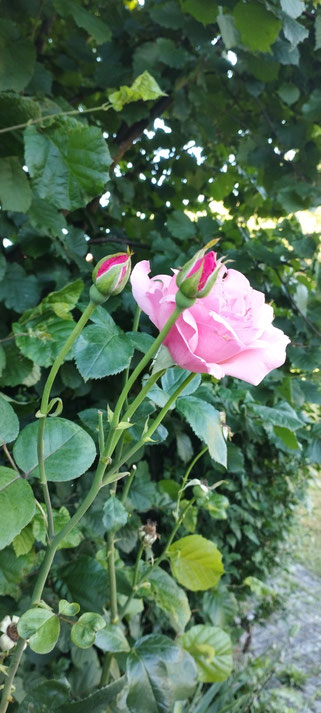 Rosen im Seelengarten