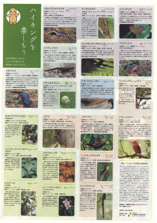 名護岳で見られる代表的な動植物やハイキングの際の注意事項も掲載