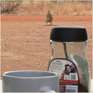 Windjana Gorge, Windjana, Känguru, Camping Australien, Kimberley, Gibb River Road, GRR, Kimberleys