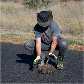 Cunnamulla, Eulo, Australien, Roadtrip Australien, Queensland, Outback, Echidna, Ameisenigel, Wildlife,