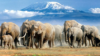 Kenya Safari. Amboseli National Park