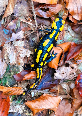 Feuersalamander (Foto: Gisela Beer)