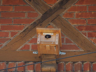 Lange musste die Hausherrin in Neustadt nicht warten, bis die ersten Mauersegler die neuen Kästen bezogen haben. Foto: Petra Altrichter/LBV