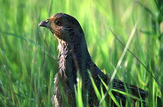 Rebhuhn - Foto: NABU/Erhard Nerger