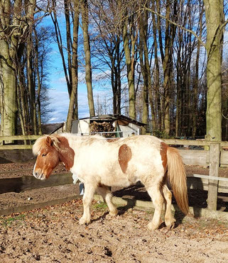 Isländer Helgi steht in der Ecke eines Sandplatzes, den Kopf missmutig gesenkt, die Ohren zur Seite gestellt