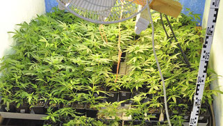 Indoor Cannabis Hanf Anbau. Hanf im Wachstum