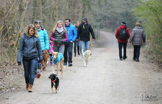 Alle Hunde laufen bei ihrem Menschen wenn andere ihnen begegnen