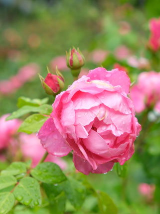 Detail photo of dewy pink rose