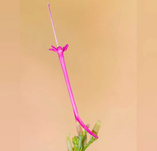 Centranthus nevadensis