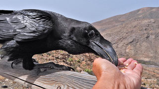 Rabe frißt aus der , Rabe handzahm Fuerteventura