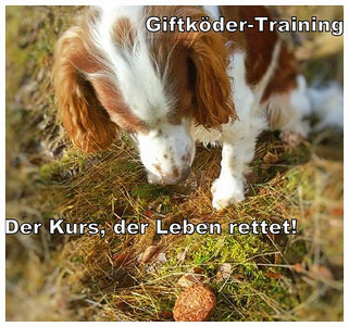 Anti-Giftköder-Training, Giftköder, Rems-Murr-Kreis, Hund Giftköder