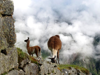 nur noch die Lamas versperrten den Weg auf den Terrassen