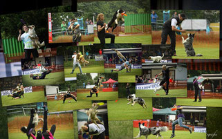 Dompokal 2016 - Dogfrisbee