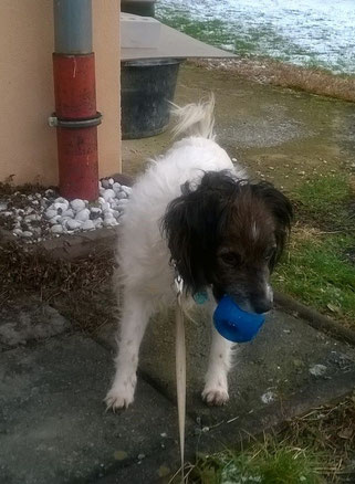 Kyle, Foto vom Halter