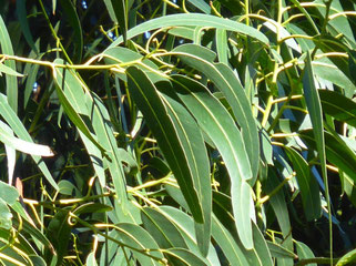 Gum leaves in Sintra