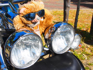 ein Maskottchen das ganz Italien gesehen hat