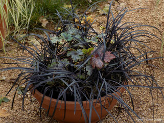 ophiopogon niger, tiarella, trajnice, perennials, evergreen, zima, jesen