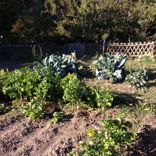 Potager, Gap, Hautes Alpes, choux Romanesco, panais