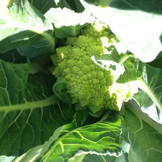Potager, Gap, Hautes Alpes, choux Romanesco