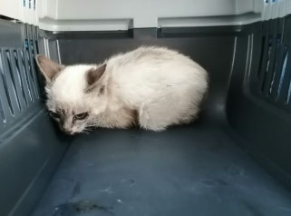 chaton siamois recroquevillé dans le fond d'une caisse de transport grise.