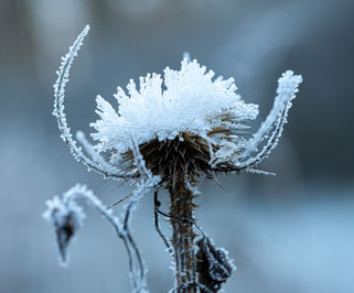 Foto: Elke Odrich-Liebthal