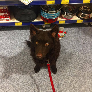 Mudi, Red, aged five months socialising in local shop.