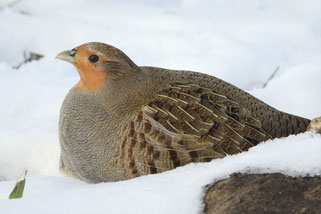 Das Rebhuhn ist Vogel des Jahres 2026. Foto: Frank Hartmann/NABU-naturgucker.de