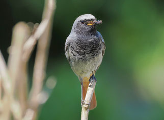 männlicher Hausrotschwanz (© Stefan Schütz)