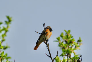 männlicher Gartenrotschwanz (© Stefan Schütz)