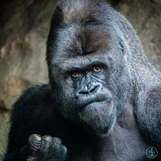 Zoofotografie, Zoo Fotos, Zoo Fotografie