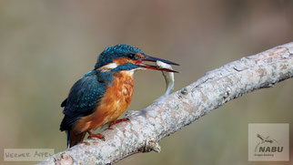 Foto: Werner Appel