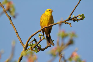 Foto: Wilfried Keller/ Goldammer
