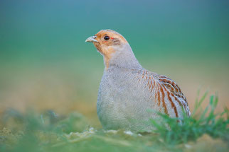 Foto: NABU/ Hermann Hirsch