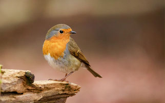 Foto: © Winfried Rusch