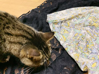 山神購入の生地2種類と飼い猫の写真
