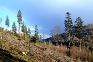 Blick aus dem Pflanzgatter zur Hohen Schlaufe. Foto: NABU Ilm-Kreis