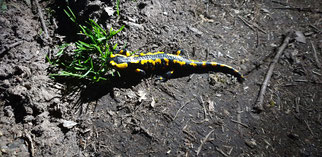 Feuersalamander - Salamandra salamandra terrestris