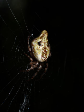 Konusspinne, Cyclosa conica