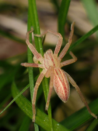 Grüne Huschspinne, Micrommata virescens